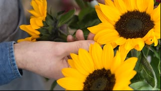 ¿Qué significa regalar flores amarillas cada 21 de septiembre? Conoce el motivo