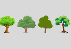 Test visual: elige uno de los árboles para descubrir qué tipo de carácter tienes