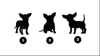 El perro que elijas te revelará un valioso mensaje para tu vida