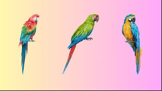 Elige uno de los loros en esta imagen para conocer cuál es tu verdadera identidad