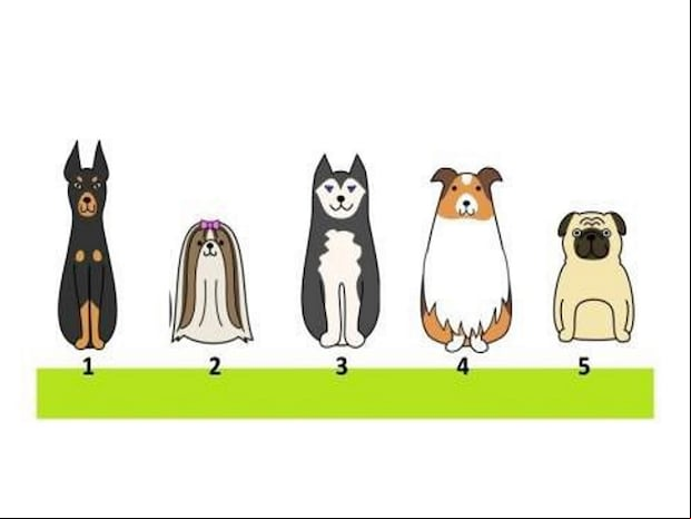 TEST VISUAL | Observa las imágenes con atención y elige al perro que más te guste y con el que sientas mayor afinidad. (@Radiomitre)