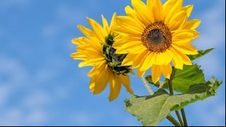 ¿Por qué regalan flores amarillas el 21 de marzo y cómo nació la tradición?