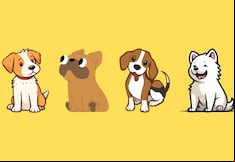 Test de personalidad: elige uno de los perros para descubrir qué te depara el futuro