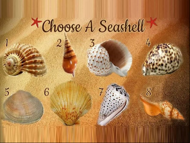 TEST VISUAL | Esta imagen te muestra ocho conchas marinas. Tienes que elegir una. (Foto: namastest.net)