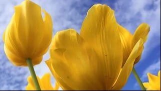 ¿Por qué se estila regalar flores amarillas a tu pareja hoy en México, Canadá y EEUU?
