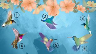 Si quieres saber cómo eres realmente, escoge un colibrí