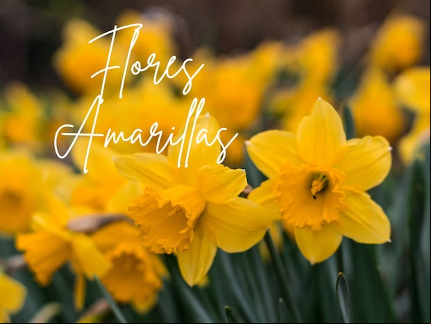 Por qué se regalan flores amarillas y cuál es el significado de este día especial | Foto: Composición/ Canva
