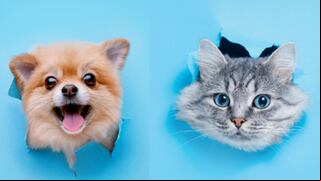 ¿Eres más de perros o gatos? Descubre lo que tu elección revela sobre tu personalidad