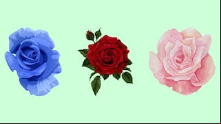 Choose one of the roses in this image to discover who your ideal partner would be
