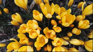 El significado de soñar con flores amarillas ¿Un buen augurio o mal presagio?