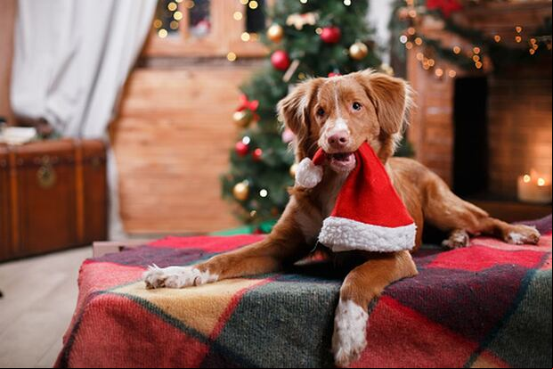 ¡Feliz Navidad 2024! 100 imágenes alusivas para dedicar en redes sociales a tus familiares y amigos.