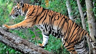 ¿Puedes encontrar el tigre oculto en esta imagen? Solo un 1% lo puede ver al primer intento
