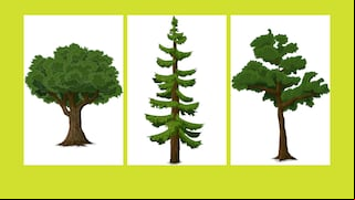 Elige un árbol de la imagen y descubre algo único sobre tu personalidad