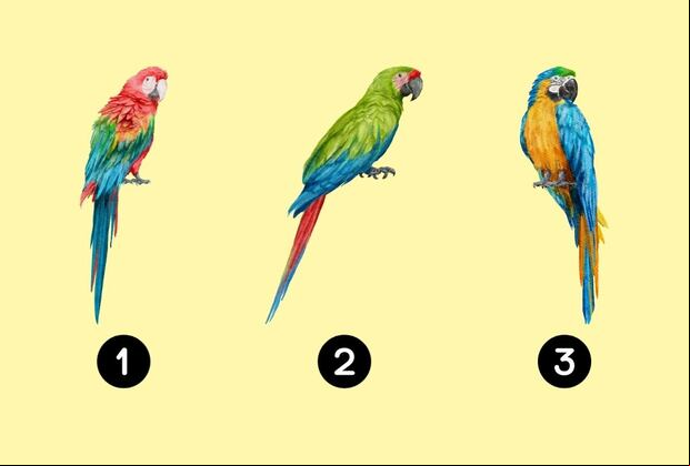 Choose one of the parrots in this image to discover your true identity (Design: Depor).