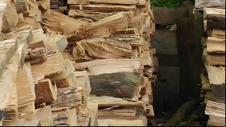 Encuentra al gato oculto entre la madera ¡Tienes solo 10 segundos para hacerlo!