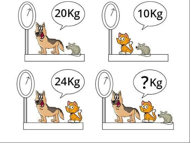 Te ponemos a prueba con un reto matemático nivel avanzado donde debes calcular el peso exacto del perro, el gato y el ratón. | Foto: jagranjosh