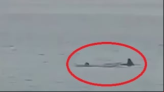 Video viral ataque de tiburón en Egipto: así fue como se comió a un turista ruso
