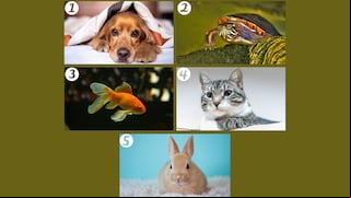 ¿Qué mascota prefieres? Descubre lo que tu elección revela sobre ti