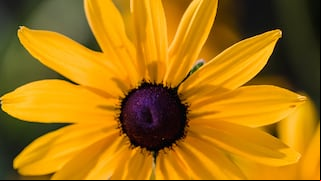 Tipos de flores amarillas para regalar a tu novia en el inicio de la primavera