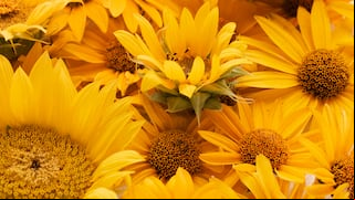 Por qué regalarle a tu pareja un ramo de flores amarillas el 21 de septiembre