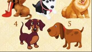 Descubre cómo eres cuando te enamoras según el perro que elijas