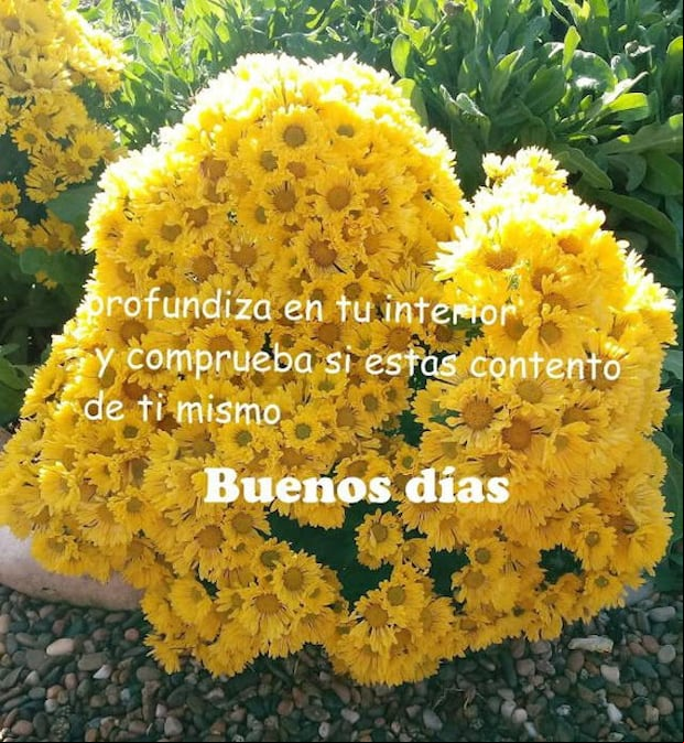 Imágenes de flores amarillas (Foto: Internet)