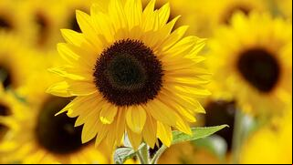 ¿Qué día se regalan flores amarillas, cuál es su significado y por qué se dan?