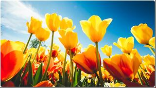 ¿Por qué se regalan flores amarillas el 21 de marzo? Descubre su significado aquí