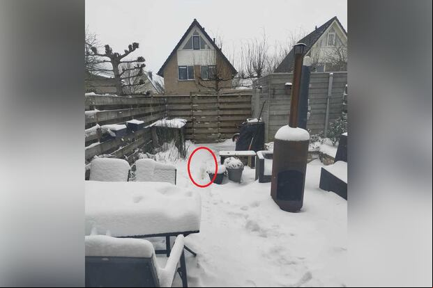 Un pequeño gato travieso se esconde hábilmente en la imagen de nieve. Las personas con ojos de águila pueden detectarlo en 5 segundos. (Foto: Reddit)