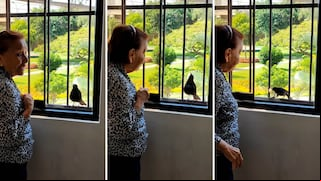 La conmovedora conexión entre una mujer y un ave que conquista TikTok